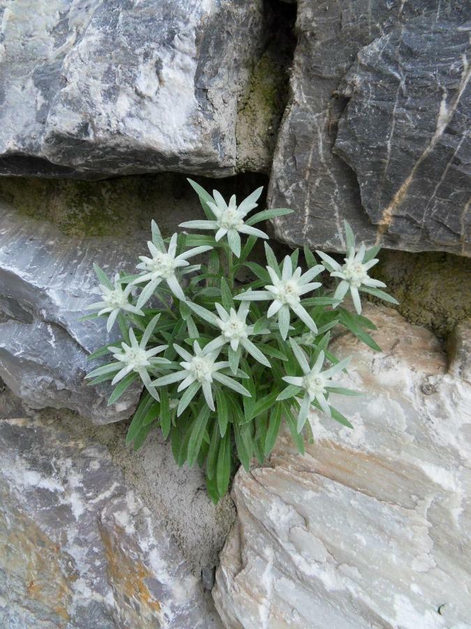 Landhaus Rieser Bad Hofgastein Eksteriør bilde